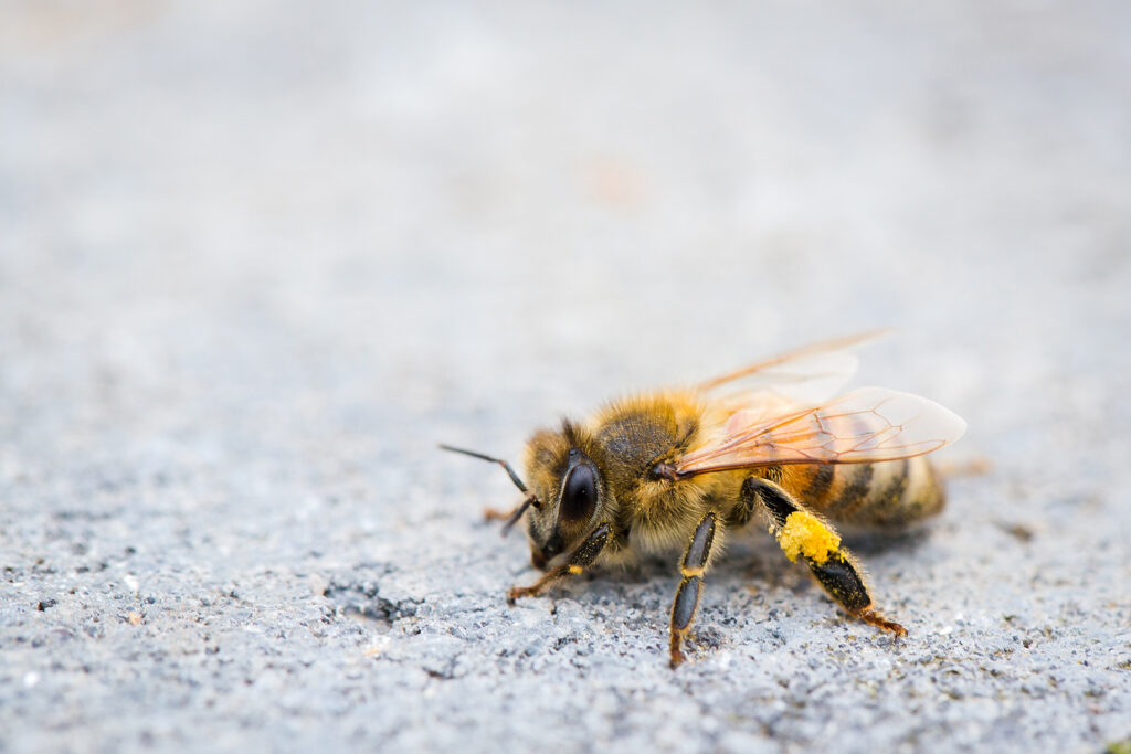 L’abeille mellifère