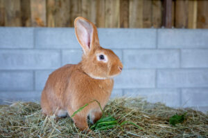 Le lapin