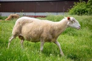 Le mouton