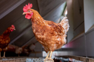 La poule