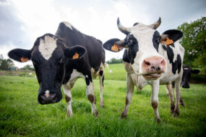 La vache laitière