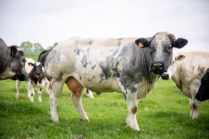 La vache viandeuse