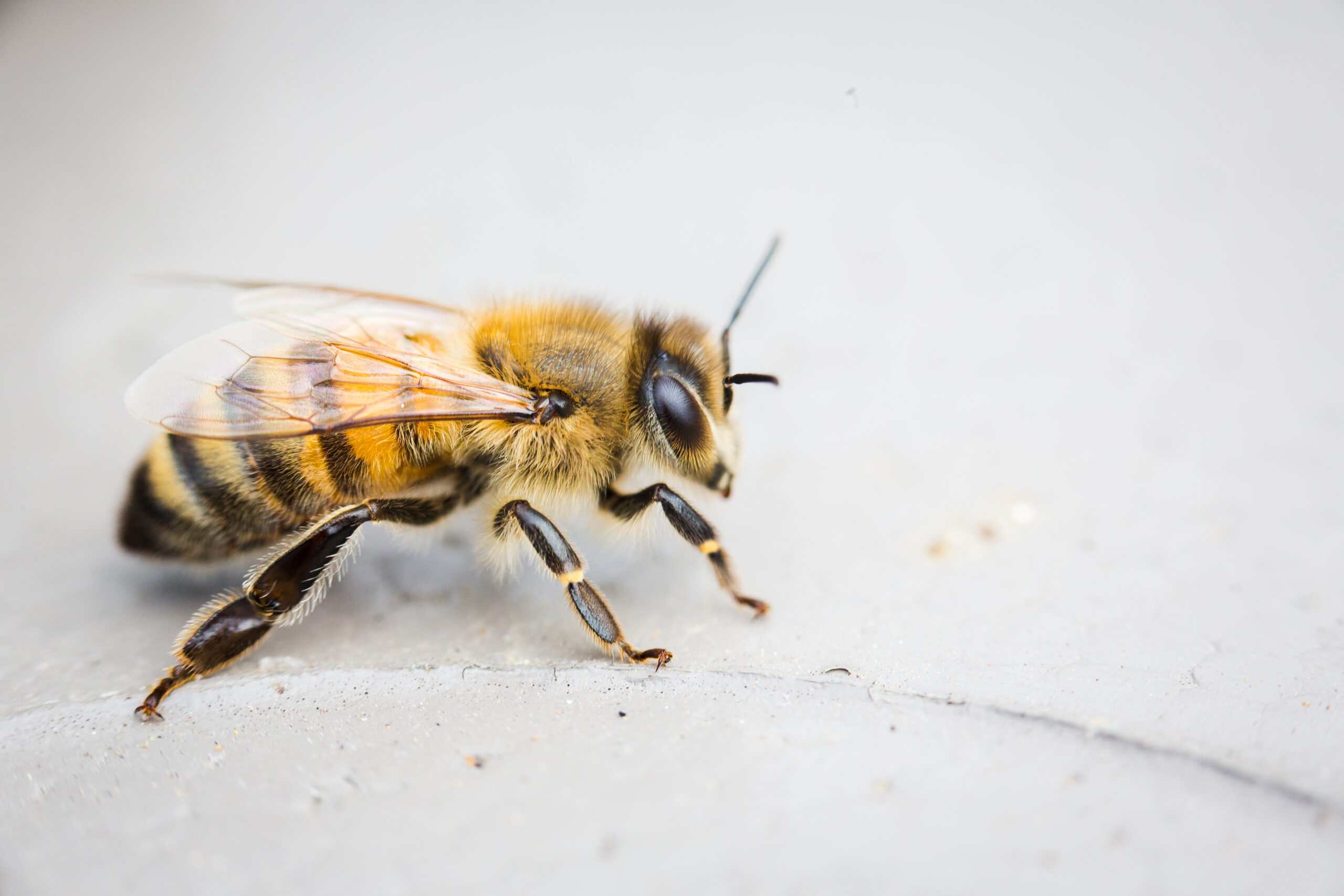Portait de l'abeille