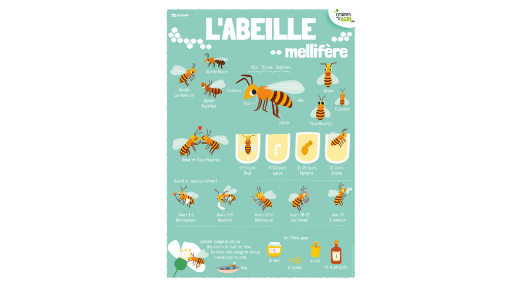 L’abeille mellifère