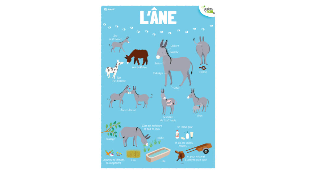 L’âne