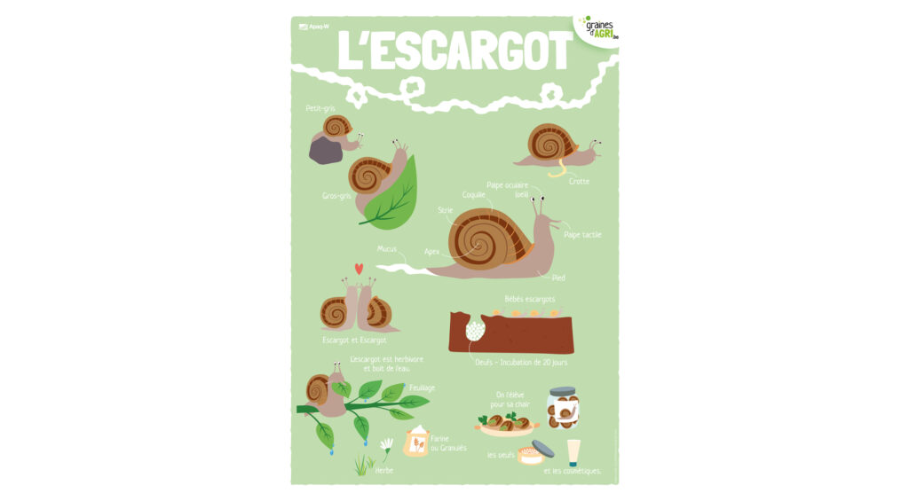 L’escargot